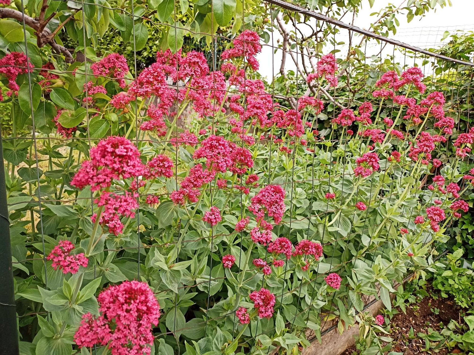 With A Garden View